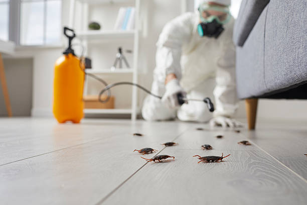 Post-Treatment Bed Bug Interceptor Monitoring in Edgemoor